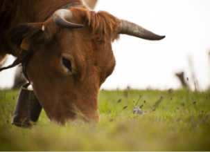 La ganadería de vacuno de carne de España emite un 66% menos de gases de efecto invernadero y consume un 65% menos de agua que la media mundial.